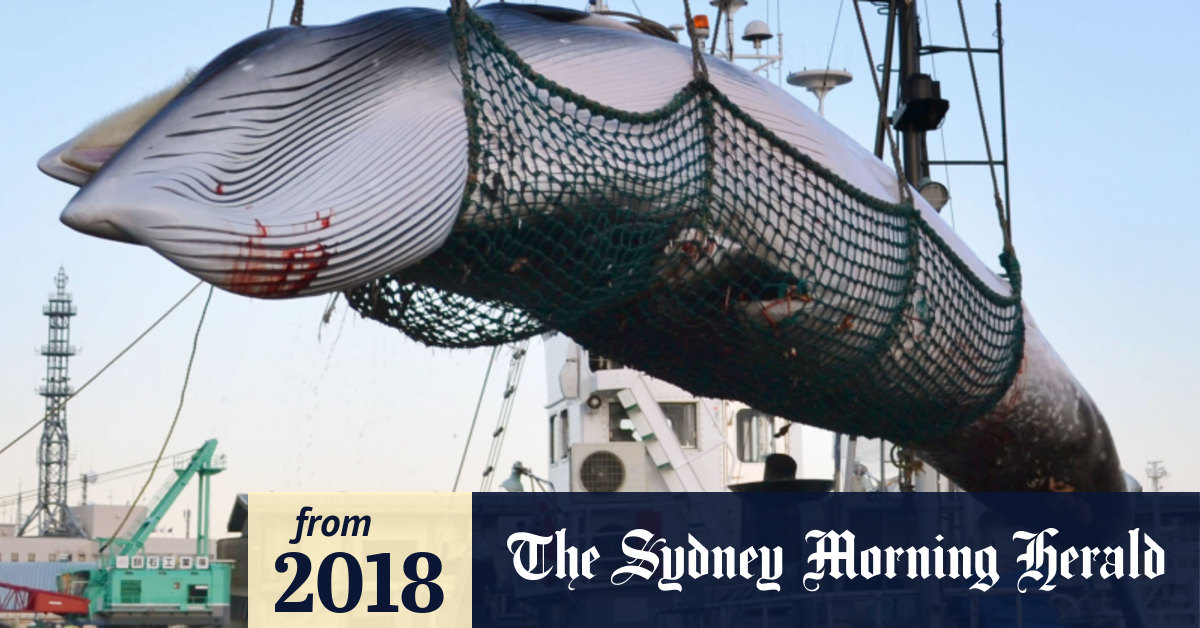 Japanese Whales Fried, boiled or raw, how to consume